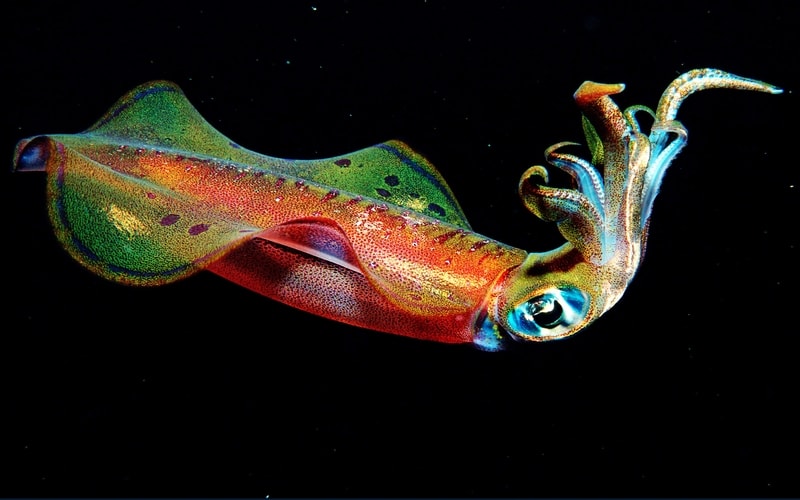 Different Squid